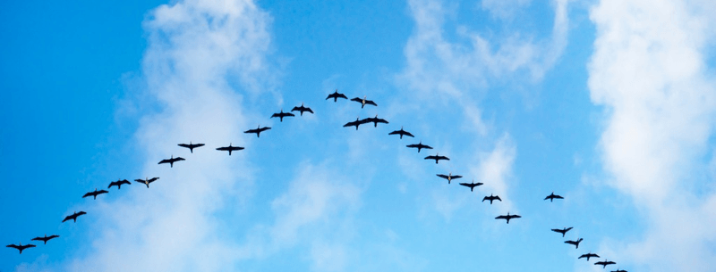 migration of birds