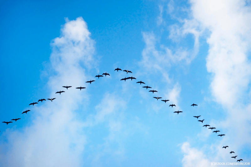 migration of birds